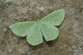 Closeup on the colorful soft green Large Emerald geometer moth, Geometra papilionaria with spread wings Royalty Free Stock Photo