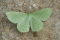 Closeup on the colorful soft green Large Emerald geometer moth, Geometra papilionaria with spread wings Royalty Free Stock Photo