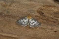 Closeup on the colorful white , brown and orange small magpie moth, Anania hortulata