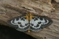 Closeup on the colorful white , brown and orange small magpie moth, Anania hortulata Royalty Free Stock Photo
