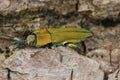 Detailed closeup on a colorful yellow metallic jewel beetle, Anthaxia hungarica sitting on a leaf