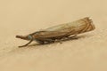 Closeup on the Commo garden grass-veneer , Chrysoteuchia culmella sitting on wood in the garden