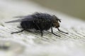 Detailed closeup on the Common Bluebottle fly, Calliphora vicina sitting on wood Royalty Free Stock Photo