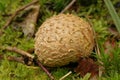 Closeup on a common earthball mushroom, scleroderma citrinum on the forest floor Royalty Free Stock Photo
