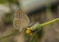 Common Grass blue butterfly