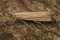 Closeup on the common grass veneer crambid micro moth, Chrysoteuchia culmella sitting on wood