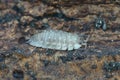 Closeup on a common grey shiny woodlouse, Oniscus asellus , sitting on the forest floor
