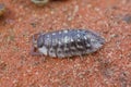 Closeup on a common grey shiny woodlouse, Oniscus asellus , sitting on the forest floor