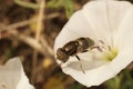 Detailed closeup on a Common lagoon fly , Eristalinus aeneus sitting on a white c onvolvusu flower