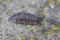 Closeup on the common rough woodlouse, Porcellio scaber on a stone Royalty Free Stock Photo