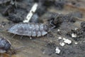 Closeup on the Common shiny woodlouse, Oniscus asellus, on a piece of wood
