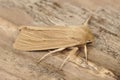 Closeup on a Common Wainscot owlet moth, Mythimna pallens sitting on wood