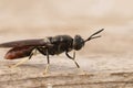 Detailed closeup on a cosmopolitian diptera species, the black soldier fly, Hermetia illucens sitting on wood