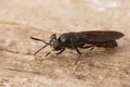 Detailed closeup on a cosmopolitian species, the black soldier fly, Hermetia illucens