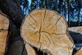 Detailed closeup of a cross section of a log with cracks and rings Royalty Free Stock Photo