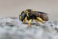 Closeup on a cute colorful small female European rotund resin bee, Anthidiellum strigatum, sitting on stone