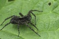 Closeup on a dark European wolf spider Pardosa species on a green leaf