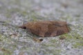 Closeup on the dark fruit-tree tortrix or apple brown tortrix micro moth , Pandemis heparana