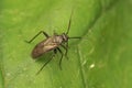 Closeup on a dark Mirid plat parasite bug, Orthocephalus coriaceus sitting on a green leaf Royalty Free Stock Photo