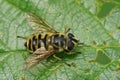 Detailed closeup on a Deadhead hoverfly, Myathropa florea , sitting on a green leaf Royalty Free Stock Photo