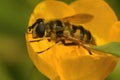 Closeup on a Deadhead hoverfly, Myathropdea florea, sitting on a yellow buttercup flower Royalty Free Stock Photo