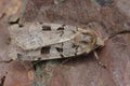 Closeup on a Double Square-spot owlet moth, Xestia triangulum, sitting on wood