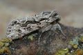 Closeup on an Early Grey owlet moth, Xylocampa areola Royalty Free Stock Photo