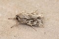 Closeup on an Early Grey owlet moth, Xylocampa areola sitting isolated on a stone Royalty Free Stock Photo