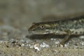 Closeup on an endangered European Sardinian brook salamander, Euproctus platycephalus