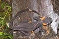 Closeup on the endangered Taliang Knobby Newt, Tylototriton taliangensis sitting on wood