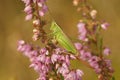 Closeup on the European long winged cone-head bush cricket, Conocephalus fuscus sitting in Heather Royalty Free Stock Photo