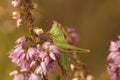 Closeup on the European long winged cone-head bush cricket, Conocephalus fuscus sitting in Heather Royalty Free Stock Photo