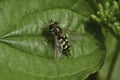 Closeup on the European Migrant hoverfly, Eupeodes corollae sitting on a grean leaf Royalty Free Stock Photo