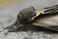 Closeup on European Swallow Prominent moth, Pheosia tremula