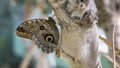 Detailed Closeup of an exotic butterfly.