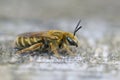 Closeup on a female end-banded Golden furrow bee , Halictus subauratus, sitting on wood Royalty Free Stock Photo