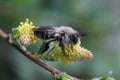 Closeup on a female Grey-backed mining bee, Andrena vaga sitting on yellow pollen of Goat Willow, Salix caprea Royalty Free Stock Photo