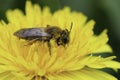 Closeup on a female grey-gastered mining bee, Andrena tibialis, sitting in a yellow dandelion flower