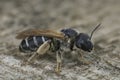 Closeup on a female of the impressive giant furrow bee, Halictus quadricinctus