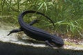 Closeup on a female Japanese fire-bellied newt, Cynops pyrrhogaster, in an aquarium Royalty Free Stock Photo