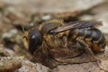 Closeup of a female Jersey mason leafcutter bee, Osmia niveata sitting on wood