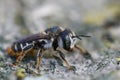 Closeup of a female Mediterranean wood-boring bee, Lithurgus chrysurus sitting on wood