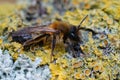 Detailed closeup on a female of the rare large sallow mining bee, Andrena apicata,