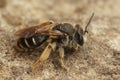 Closeup on a female of the rare Wilke'smining bee, Andrena wilkella, a specialist on clover