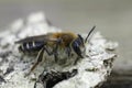 Closeup on a female Short-fringed mining bee, Andrena dorsata sitting on a piece of wood