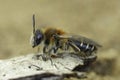 Closeup on a female Short-fringed mining bee, Andrena dorsata sitting on a piece of wood