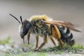 Detailed closeup of a female White bellied Mining Bee , Andrena gravida on a piece of wood Royalty Free Stock Photo