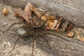 Closeup on a female wolfspider, Pradosa amentata, carrying a cocoon of eggs Royalty Free Stock Photo