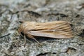 Detailed closeup on a fresh emerged shoulder-striped wainscot moth, Leucania comma on a piece of wood.