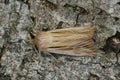Detailed closeup on a fresh emerged shoulder-striped wainscot moth, Leucania comma on a piece of wood